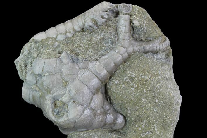 Crinoid (Onychocrinus) Fossil - Crawfordsville, Indiana #94741
